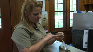 DNR Officer Inspecting/Describing Zebra Mussels