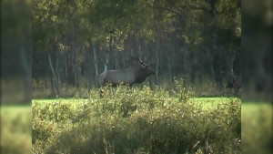 hunting permit regulations