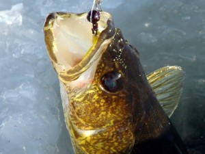 DNR Wants Your Design For The 2018 Minnesota Walleye Stamp