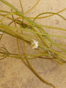 turtle lake starry stonewort (2)