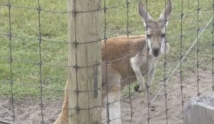 Kangaroo at Safari North