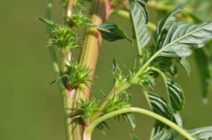 Close-up of suspected female Palmer amaranth plant found in Yellow Medicine County, MN. Note the spiny bracts. Photo: Bruce Potter
