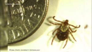 Wood Tick Size Comparison