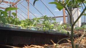 gardening growing planting