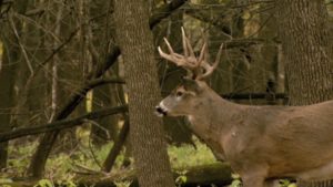 deer season tags license
