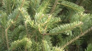 Close Up of Pine Tree