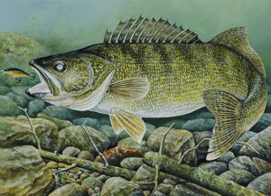 2018 Walleye Stamp competitionFirst Place:  Dean Kegler