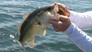 Large Mouth Bass Fishing