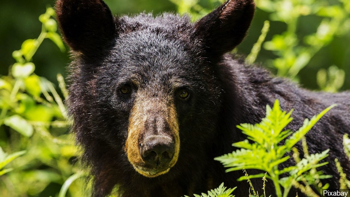 Woman Injured After Being Attacked by Bear Near Nisswa