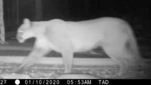 video screenshot of cougar
