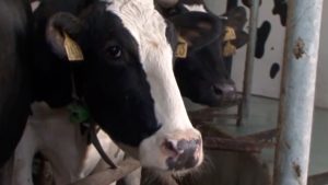 Cows Farming Dairy sqk
