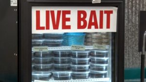 Live Bait Fishing Display 16x9