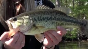 Fishing Tips Bass sqk