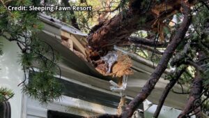 Sleeping Fawn Resort Storm Damage Tree 16x9