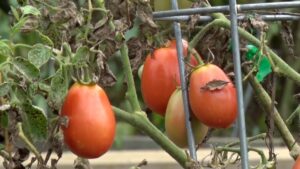 Northland Arboretum Gardening Tomatoes 16x9