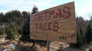 Christmas Trees JB Tree Farm Sign 16x9