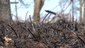 Mentor Wildfire Grass Burned 16x9