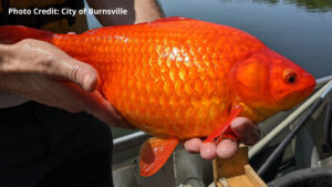 Burnsville Massive Goldfish 16x9