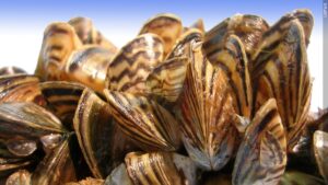 Zebra Mussels new credit 16x9