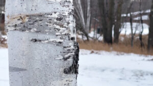 Winter Birch Tree Long Lake Conservation Center 16x9