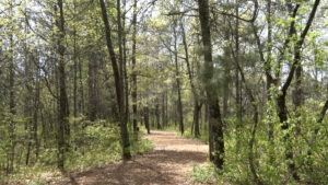 Baxter Park Woods Forest Trail 16x9