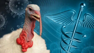 Turkey Bird Flu sqk
