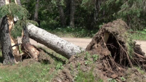 Crow Wing County Crosslake Storm Damage Tree 16x9