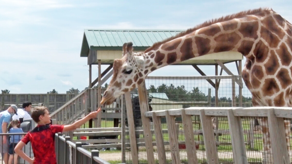 Northwoods Adventure: Safari North Wildlife Park in Brainerd - Lakeland PBS