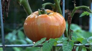 Northland Arboretum Master Gardeners Tomato 2 16x9