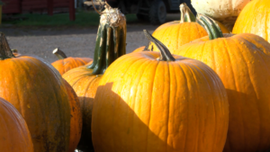 Pumpkins Fall Farm Market sqk