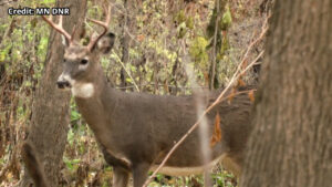 Deer Hunting Buck 2 Generic 16x9