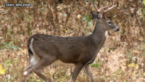 Deer Hunting Buck Generic 16x9