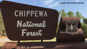 Chippewa National Forest Sign 16x9
