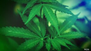 Marijuana Cannabis Plant Generic 16x9