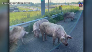 Pigs Highway 16x9