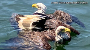 Eagles Rescued Leech Lake 16x9