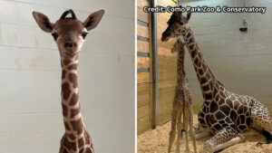 Baby Giraffe Como Zoo 16x9