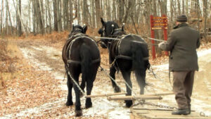 Forest History Center Sleigh Rides 2 16x9