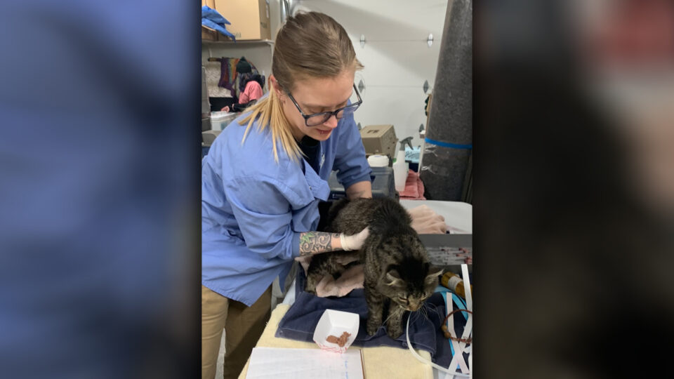 Cats Removed From Home Tri County Humane Society
