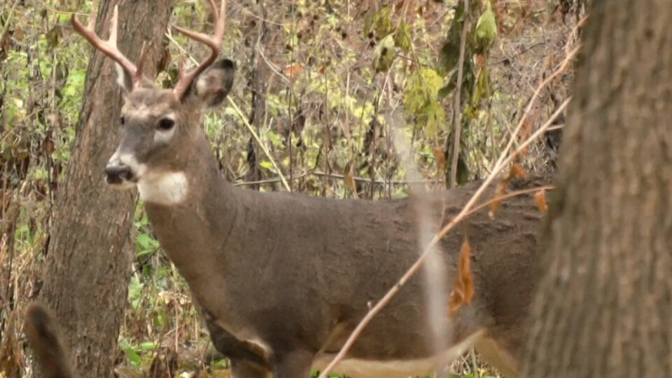 Deer Buck Hunting Generic