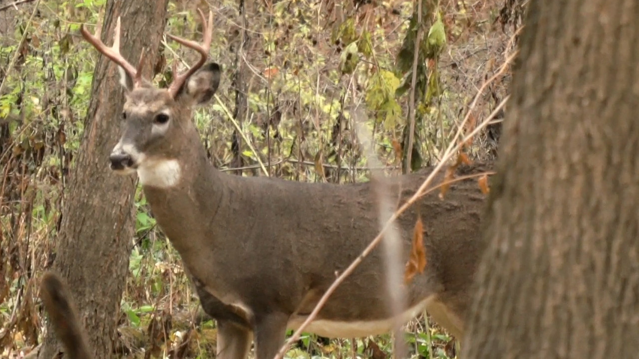 MN Deer Harvest Numbers Up Last Year Compared to 2023