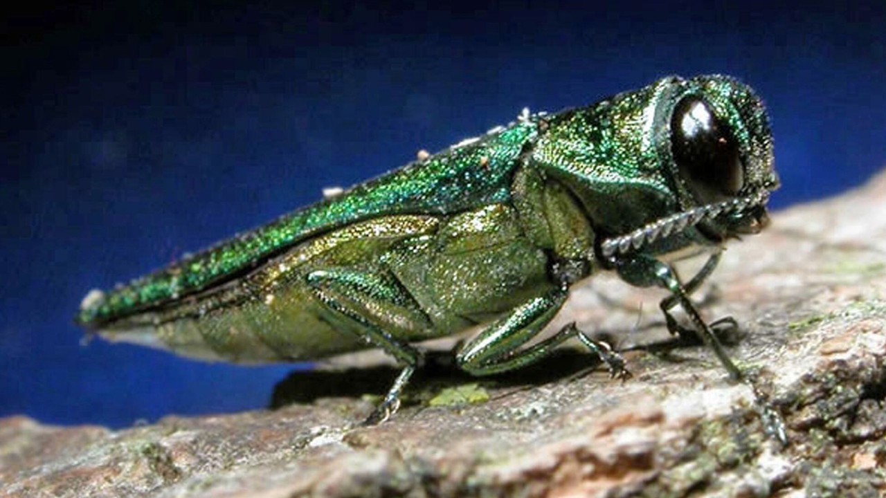 Emerald Ash Borer Confirmed in Aitkin County for the 1st Time