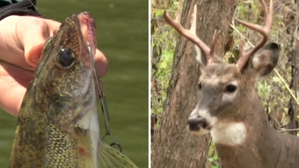 Fishing Hunting Licenses Deer Generic Sqk