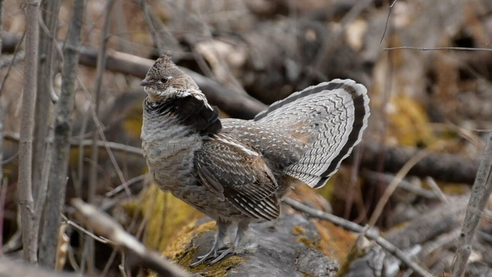 Grouse Ruffed Generic Steve Maanum