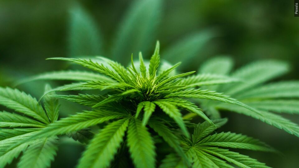 Marijuana Cannabis Plant Generic