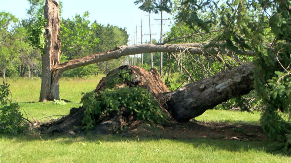 bemidji june 2025 storm trees file thumbnail
