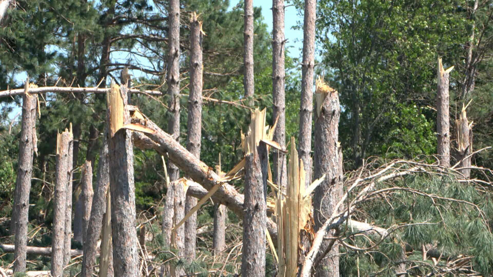 bemidji storm damage trees derecho generic thumbnail