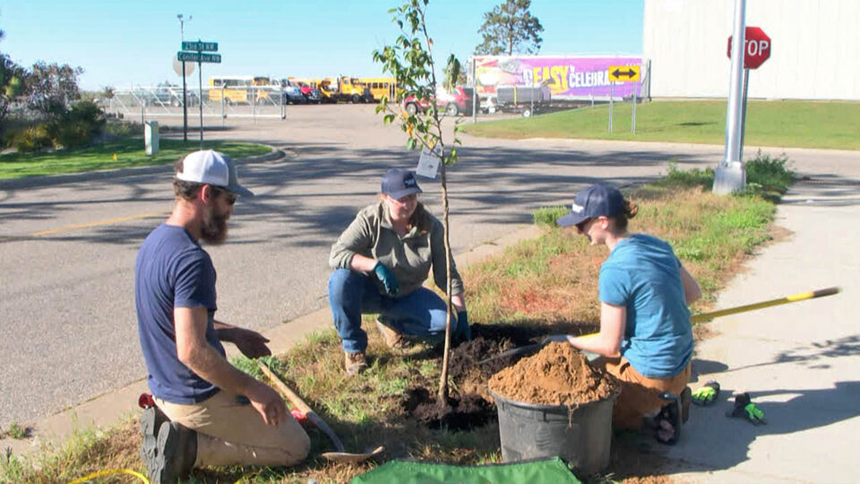 bemidji tree planting great river greening