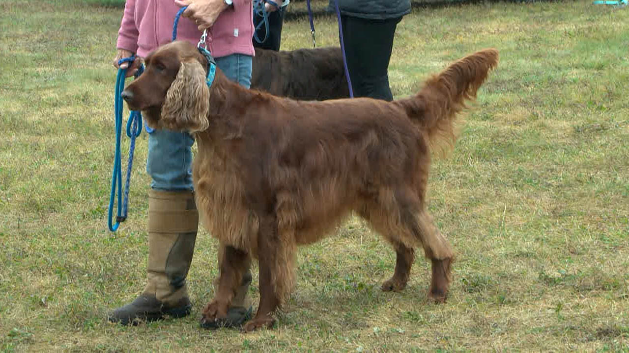 Paul Bunyan Dog Training Association Hosts Bemidji UKC Dog Show