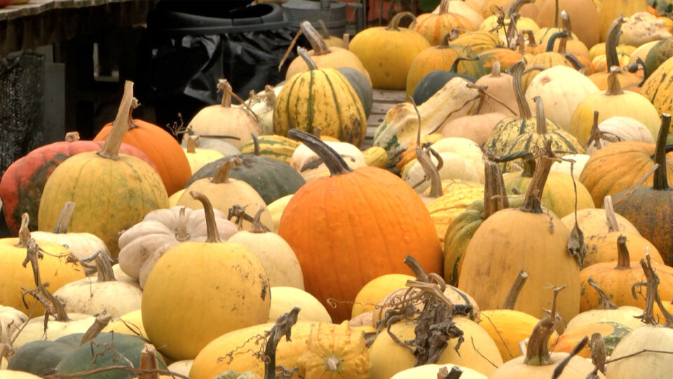 boys n berries pumpkins 1